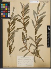 Foto von Salix purpurea L.